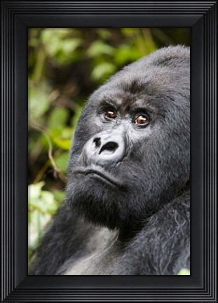 Framed Silverback Mountain Gorilla, Volcanoes National Park, Rwanda Print
