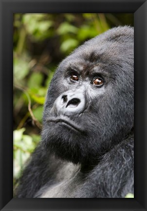 Framed Silverback Mountain Gorilla, Volcanoes National Park, Rwanda Print