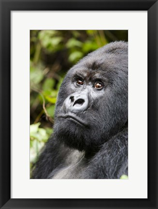 Framed Silverback Mountain Gorilla, Volcanoes National Park, Rwanda Print