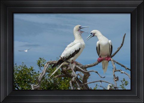 Framed Pair of Red-Footed Boobies, Seychelles Print