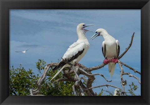 Framed Pair of Red-Footed Boobies, Seychelles Print