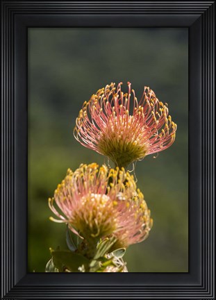 Framed Pincushion Flowers, Cape Town, South Africa Print