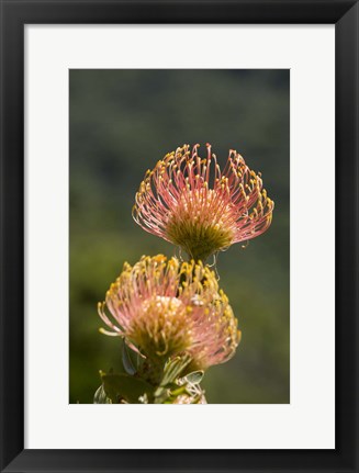 Framed Pincushion Flowers, Cape Town, South Africa Print