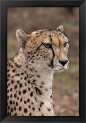 Framed Cheetah, Pretoria, South Africa Print