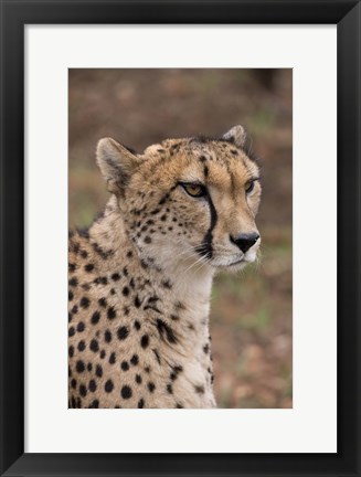 Framed Cheetah, Pretoria, South Africa Print