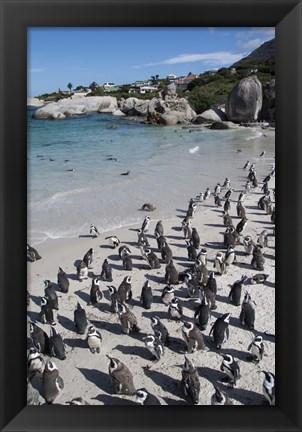 Framed South Africa, Cape Town, Simon&#39;s Town, Boulders Beach African Penguin Colony Print