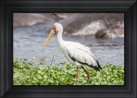 Framed Woolly-Necked Stork Print