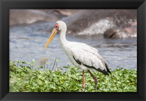 Framed Woolly-Necked Stork Print