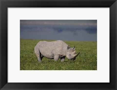 Framed Black Rhinoceros at Ngorongoro Crater, Tanzania Print