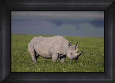 Framed Black Rhinoceros at Ngorongoro Crater, Tanzania Print