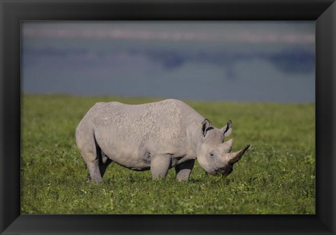 Framed Black Rhinoceros at Ngorongoro Crater, Tanzania Print