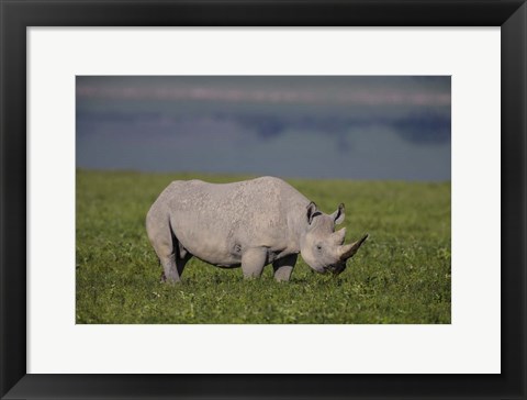 Framed Black Rhinoceros at Ngorongoro Crater, Tanzania Print