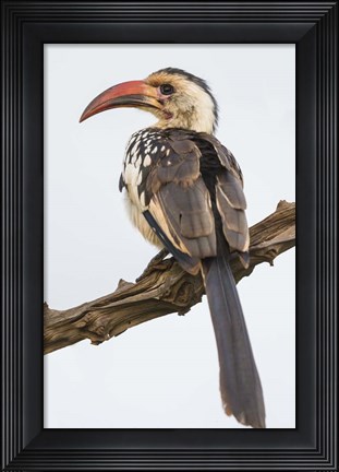 Framed Red-Billed Hornbill, Serengeti National Park, Tanzania Print