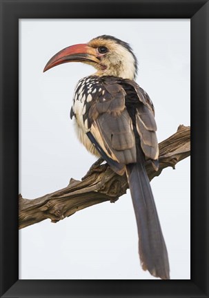 Framed Red-Billed Hornbill, Serengeti National Park, Tanzania Print