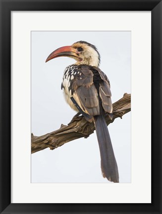 Framed Red-Billed Hornbill, Serengeti National Park, Tanzania Print