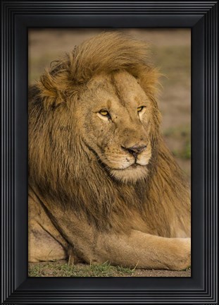 Framed Male African Lion at Ndutu, Serengeti National Park, Tanzania Print