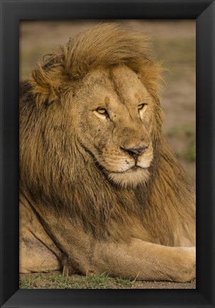 Framed Male African Lion at Ndutu, Serengeti National Park, Tanzania Print