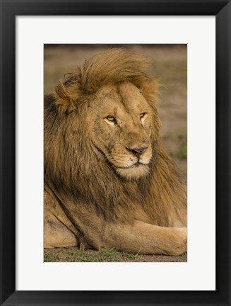 Framed Male African Lion at Ndutu, Serengeti National Park, Tanzania Print