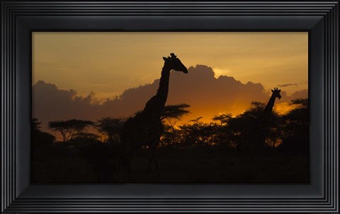 Framed Masai Giraffes at Sunset at Ndutu, Serengeti National Park, Tanzania Print