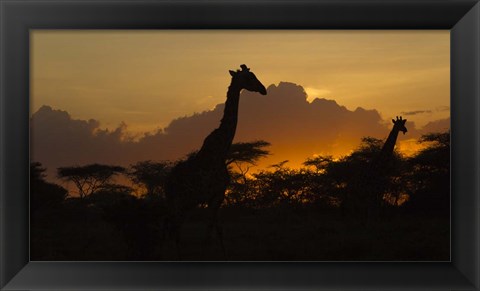 Framed Masai Giraffes at Sunset at Ndutu, Serengeti National Park, Tanzania Print