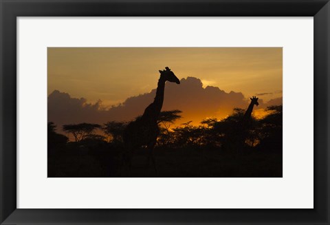 Framed Masai Giraffes at Sunset at Ndutu, Serengeti National Park, Tanzania Print