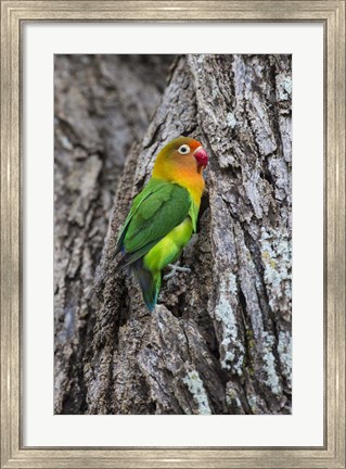 Framed Fischer&#39;s Lovebird in Serengeti National Park, Tanzania Print