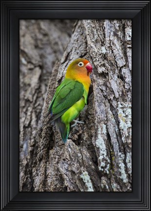 Framed Fischer&#39;s Lovebird in Serengeti National Park, Tanzania Print