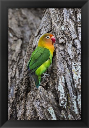 Framed Fischer&#39;s Lovebird in Serengeti National Park, Tanzania Print