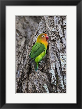 Framed Fischer&#39;s Lovebird in Serengeti National Park, Tanzania Print
