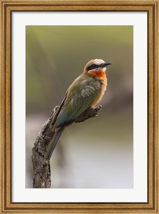 Framed White-Fronted Bee-Eater, Serengeti National Park, Tanzania Print