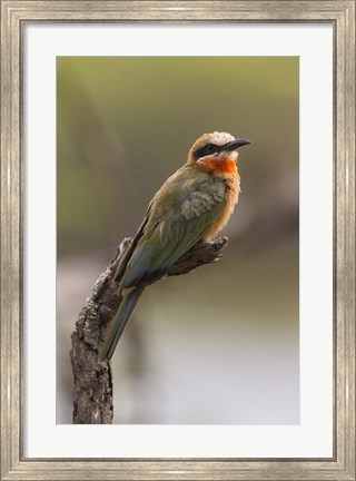Framed White-Fronted Bee-Eater, Serengeti National Park, Tanzania Print