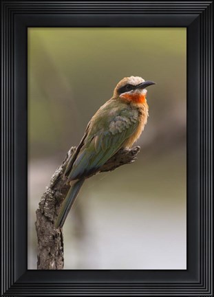Framed White-Fronted Bee-Eater, Serengeti National Park, Tanzania Print