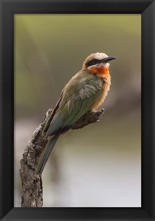 Framed White-Fronted Bee-Eater, Serengeti National Park, Tanzania Print