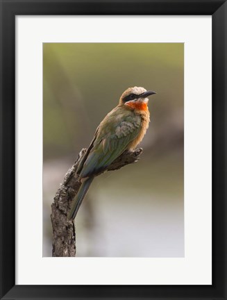 Framed White-Fronted Bee-Eater, Serengeti National Park, Tanzania Print