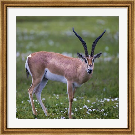 Framed Grant&#39;s Gazelle, Serengeti National Park, Tanzania Print