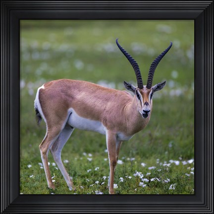 Framed Grant&#39;s Gazelle, Serengeti National Park, Tanzania Print