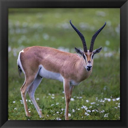 Framed Grant&#39;s Gazelle, Serengeti National Park, Tanzania Print