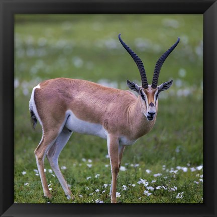 Framed Grant&#39;s Gazelle, Serengeti National Park, Tanzania Print