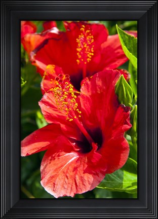 Framed Hibiscus, Tunisia Print