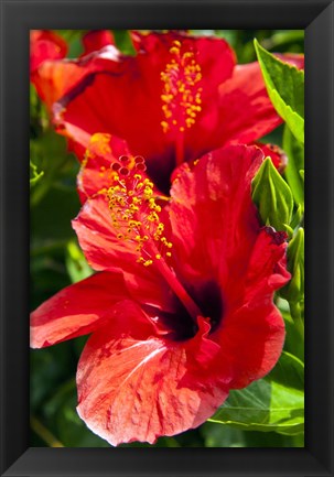 Framed Hibiscus, Tunisia Print