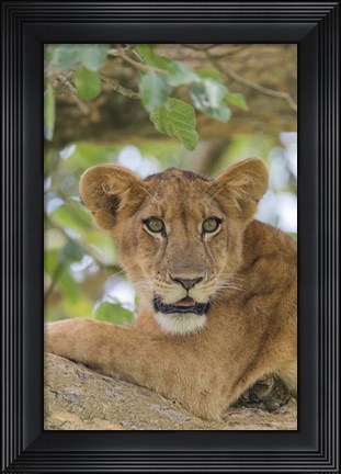 Framed Uganda, Ishasha, Queen Elizabeth National Park Lioness in tTree Print