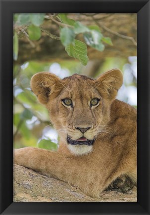 Framed Uganda, Ishasha, Queen Elizabeth National Park Lioness in tTree Print