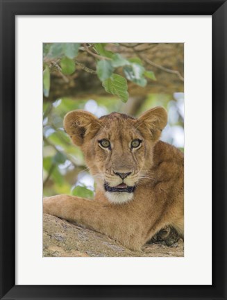 Framed Uganda, Ishasha, Queen Elizabeth National Park Lioness in tTree Print