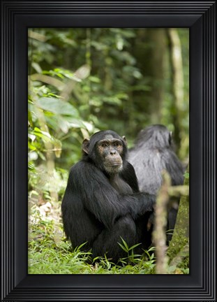 Framed Uganda, Kibale National Park, Young Male Chimpanzee Print