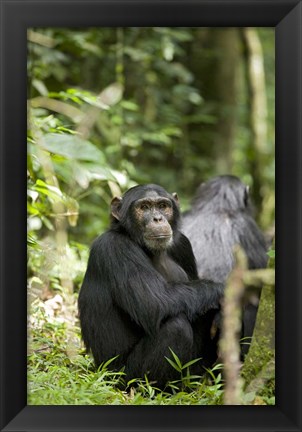 Framed Uganda, Kibale National Park, Young Male Chimpanzee Print