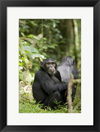 Framed Uganda, Kibale National Park, Young Male Chimpanzee Print