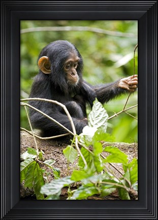 Framed Uganda, Kibale National Park, Infant Chimpanzee Print