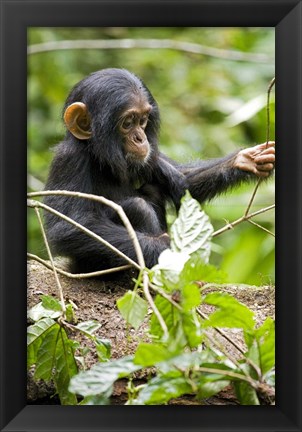 Framed Uganda, Kibale National Park, Infant Chimpanzee Print