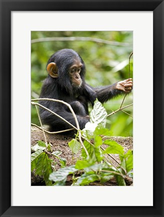 Framed Uganda, Kibale National Park, Infant Chimpanzee Print