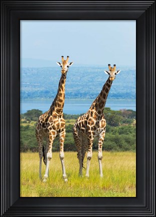 Framed Giraffes on the Savanna, Murchison Falls National park, Uganda Print